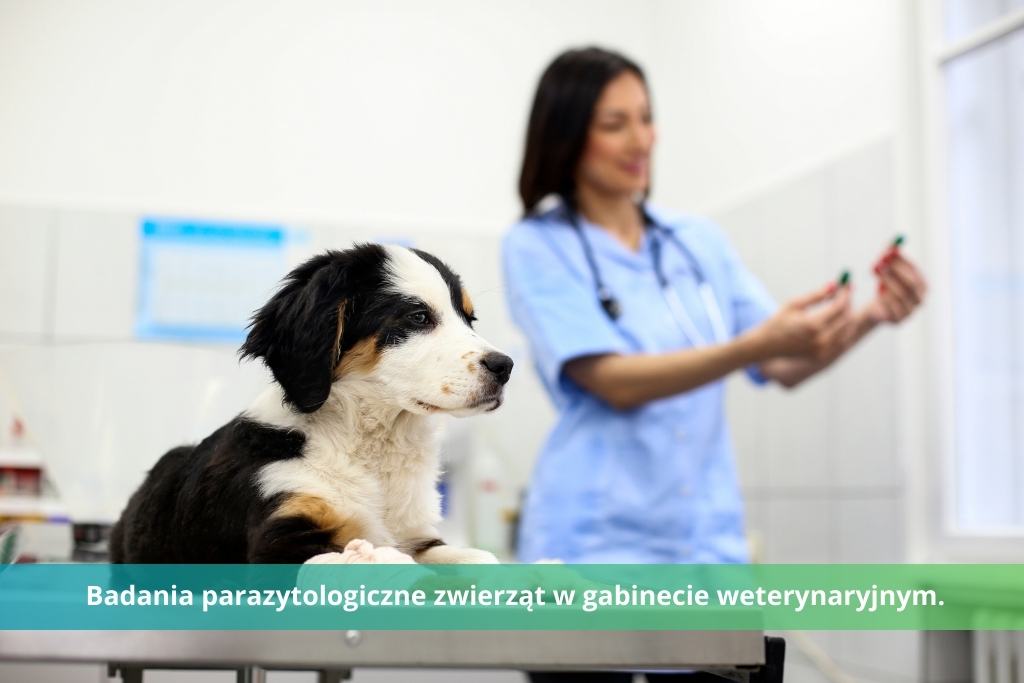 Badania parazytologiczne zwierząt w gabinecie weterynaryjnym.