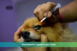 owrzodzenie rogówki u psa oraz kota