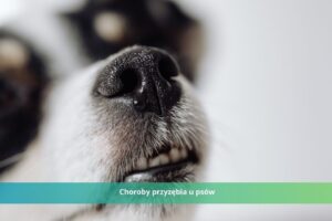 choroby przyzębia u psów