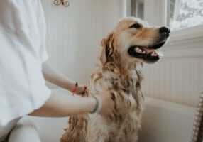 Jak dbać o sierść psa? Przedstawiamy skuteczne sposoby pielęgnacji