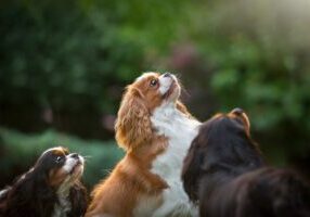 Najczęstsze problemy zdrowotne w rasie psów Cavalier